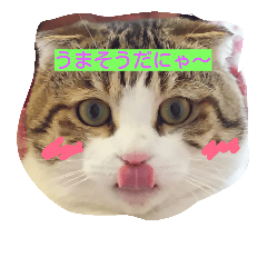 [LINEスタンプ] 折れ耳にゃんこ