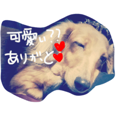 [LINEスタンプ] 自慢の愛犬