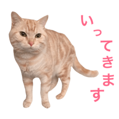 [LINEスタンプ] ネモト家の6匹のネコたち ~vol.1~