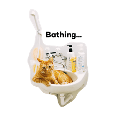 [LINEスタンプ] 猫のざらめ(1st)