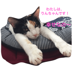 [LINEスタンプ] Cat who became happy