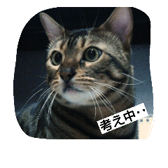 [LINEスタンプ] ベンガルdeシエル
