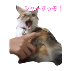 [LINEスタンプ] うちの猫たつ