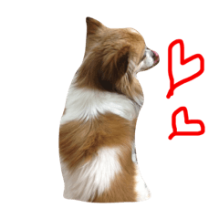 [LINEスタンプ] ちわわのラッキー
