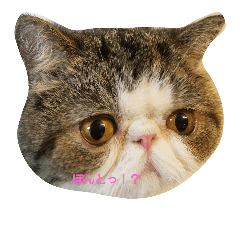 [LINEスタンプ] 鼻ぺちゃ猫ちゃんのひとことスタンプ