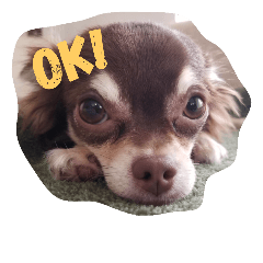 [LINEスタンプ] はむとわんだふる