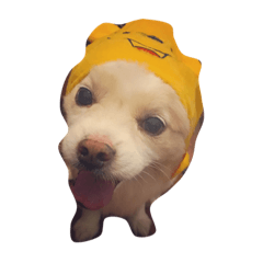 [LINEスタンプ] Macau Dog