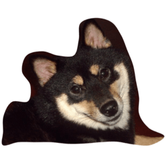 [LINEスタンプ] IEE Chubby！！