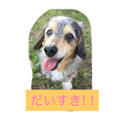[LINEスタンプ] やんちゃ姫 空だワン