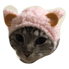 [LINEスタンプ] cat miau