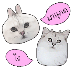 [LINEスタンプ] Nong Beyond and Baki Cat