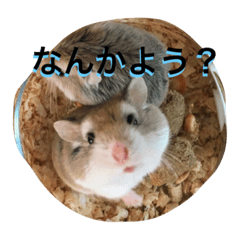 [LINEスタンプ] ハムスタンプ Vol.1