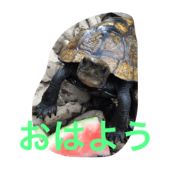 [LINEスタンプ] ニホンイシガメくん
