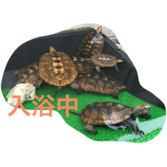 [LINEスタンプ] Japonica  turtle