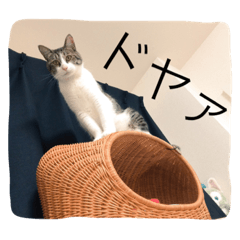 [LINEスタンプ] さばしろ猫さん