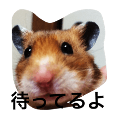 [LINEスタンプ] ハムスターおまちゃん
