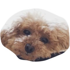 [LINEスタンプ] モフモフな日々
