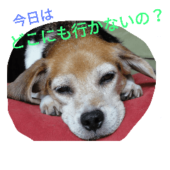 [LINEスタンプ] beagle daily