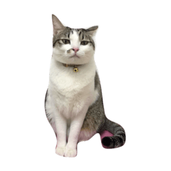 [LINEスタンプ] CatDoufu#1