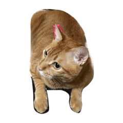 [LINEスタンプ] にゃっ2