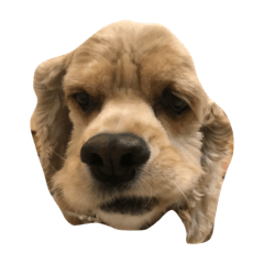 [LINEスタンプ] cocker_mobu