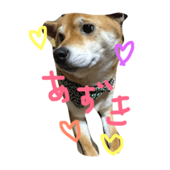 [LINEスタンプ] よだあずき