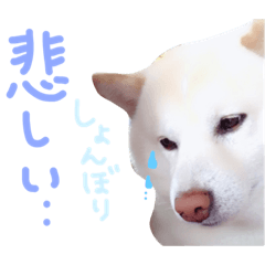 [LINEスタンプ] 白柴ルイのほのぼのスタンプ