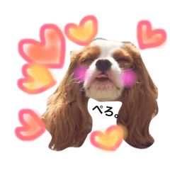 [LINEスタンプ] ワンコ実写スタンプ☆2・キャバリア メルモ
