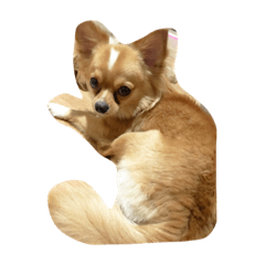 [LINEスタンプ] Moji funny dog