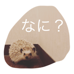 [LINEスタンプ] Ku the hedgehog
