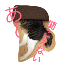 [LINEスタンプ] 日常猫〜あんず〜