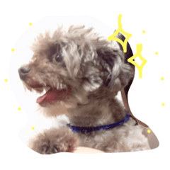[LINEスタンプ] SAKICHANはうすのここちゃんすたんぷ☆