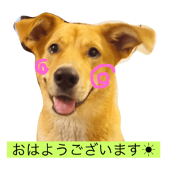 [LINEスタンプ] 雑種犬 キック