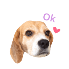 [LINEスタンプ] carrot beagle