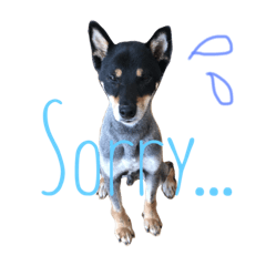 [LINEスタンプ] 黒柴ケンシロウ