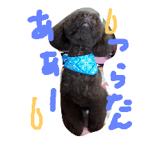 [LINEスタンプ] toy poodlecopi 2