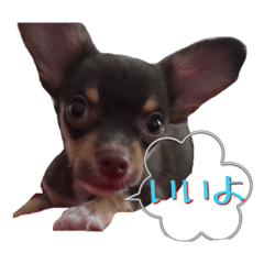 [LINEスタンプ] れお君の日常のあいさつ