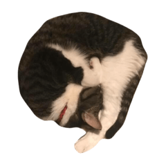 [LINEスタンプ] 我が家のねこねこ