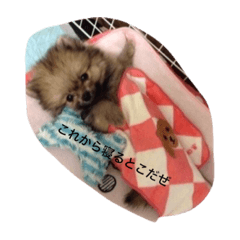 [LINEスタンプ] 愛犬 たぬきち