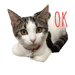 [LINEスタンプ] nagi cat