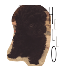 [LINEスタンプ] ちびまめ