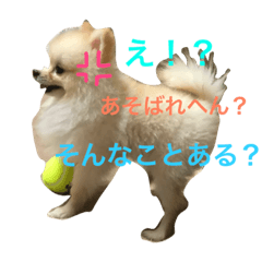 [LINEスタンプ] ぽこぽむの優雅な日常