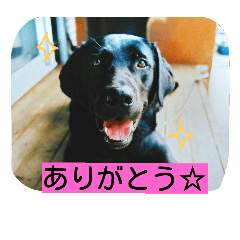 [LINEスタンプ] 黒ラブのむさし