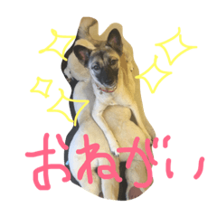 [LINEスタンプ] 元・野犬との日常生活。