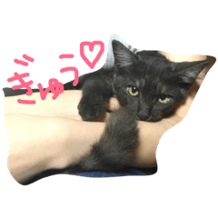 [LINEスタンプ] 可愛い黒猫クロちゃん