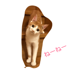 [LINEスタンプ] 可愛い子猫♡びすけちゃん
