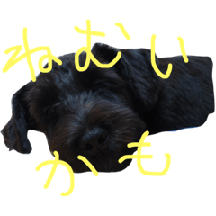 [LINEスタンプ] ダリオの日常