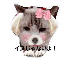 [LINEスタンプ] ねこちゃん達