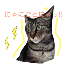 [LINEスタンプ] 私の猫と犬