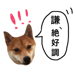 [LINEスタンプ] 誰得 謙マメマスタンプ